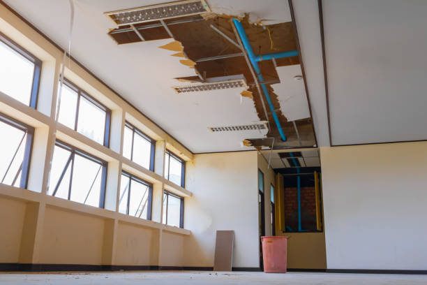 Best Basement water damage restoration  in Holt, AL