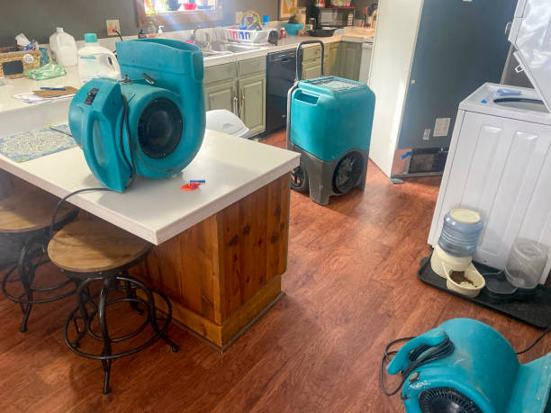 Best Water damage contractors near me  in Holt, AL