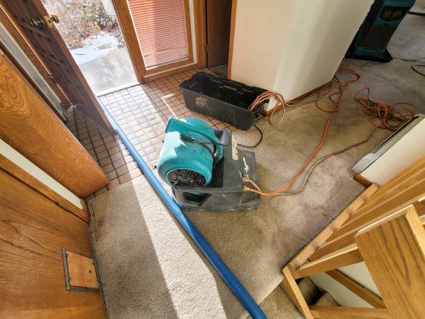 Best Local water damage restoration  in Holt, AL