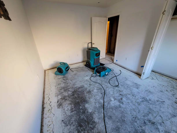 Best Local water damage restoration  in Holt, AL